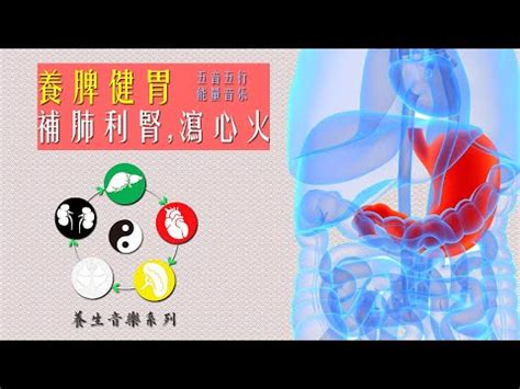 胃五行|（三）脾、胃